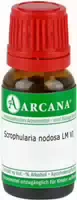 Scrophularia Nodosa Lm 6 Dilution 10 ml