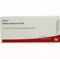 Bulbus Olfactorius Gl D 5 Ampullen