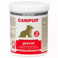 Canipur Gravid