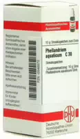 Dhu Phellandrium Aquaticum C30 Globuli