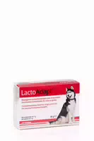 Dogoteka New Lactoadapt für Hunde und Katzen 60 Stück für Optimale Darmgesundheit
