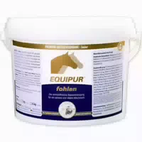Equipur Fohlen