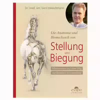 Die Anatomie und Biomechanik von Stellung und Biegung