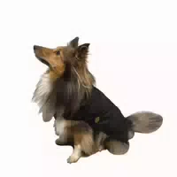 Fashion Dog Hunde Regenmantel mit Fleecefutter Schwarz 27 cm