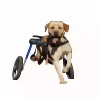 Handicapped Pets Walkin Wheels Rollwagen für Hunde