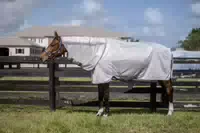 Horseware Fliegendecke Amigo Bug Rug Plus