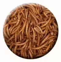 Insektus Mehlwürmer