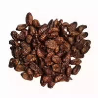 Insektus Seidenraupen