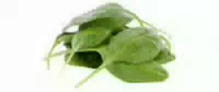 Baby Spinat