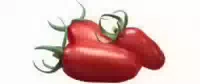 Tomaten San Marzano