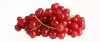 Johannisbeeren, Rot