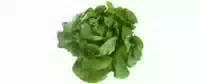 Kopfsalat, Grün