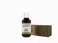 Lenergia Delle Piante Ecogemme Ficus Carica