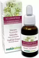 Naturalma Einjähriger Knäuel Scleranthus Annuus Tropfen