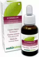 Naturalma Hainbuche Carpinus Betulus Tropfen