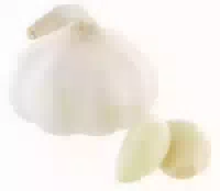 Bio Knoblauch