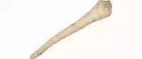 Petersilienwurzel 1 kg