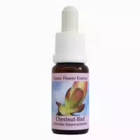 Phi Essences Chestnut Bud Bachblüte Nr 7