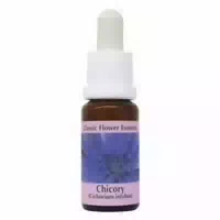 Phi Essences Chicory Bachblüte Nr 8