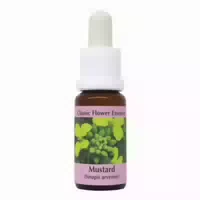 Phi Essences Mustard Bachblüte Nr 21