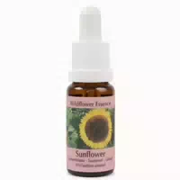 Phi Essences Löwenzahn Wildblüten Essenz