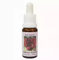 Phi Essences Wildrosen Hybride Essenz