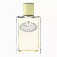 Prada Infusion De Gingembre Eau De Parfum Les Infusions De Gingembre Edp 100ml