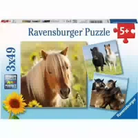 Puzzle 3x49 Teile Liebe Pferde Ab 5 Jahre 3 Puzzles Inklusive Mini Postern als Vorlagen
