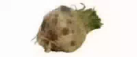 Sellerieknollen 1 kg