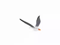Smallfoot Schwing Möwe