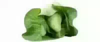 Spitzkohl 1 kg