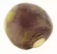 Steckrüben