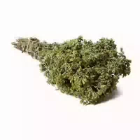 Tea Exclusive Berg Oregano Strauch