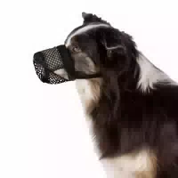 Giftköder Schutznetz Für Hunde S M